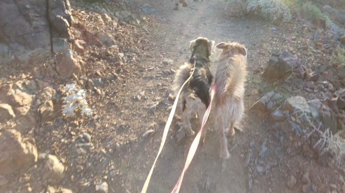 Two little doggies enjoying the three mile hike. 